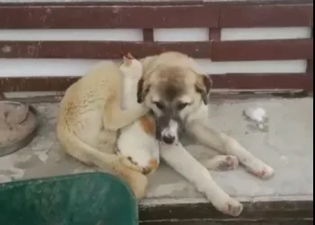 Soğuk havada birbirlerine sarılarak uyudular