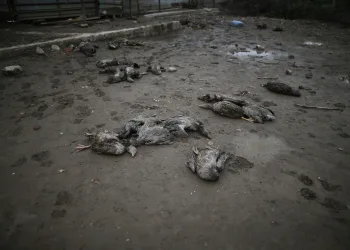 Bursa’da aç kalan sokak köpekleri 280 kazı telef etti