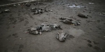 Bursa’da aç kalan sokak köpekleri 280 kazı telef etti