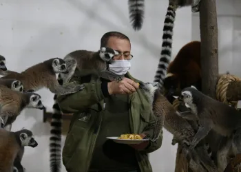 Sıcak iklime alışkın lemurlar Bursa’da kışı böyle geçiriyor