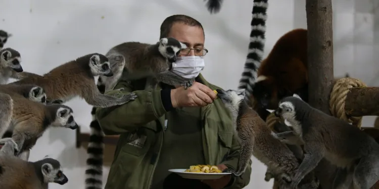 Sıcak iklime alışkın lemurlar Bursa’da kışı böyle geçiriyor