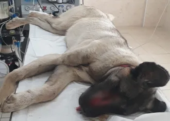 Bursa’da işkence gören köpek tedaviye alındı