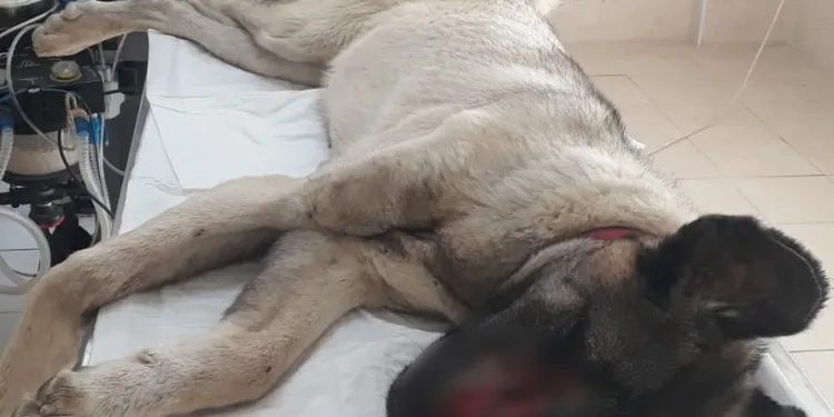 Bursa’da işkence gören köpek tedaviye alındı