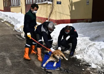 Kuyruk kısmında tümör olan köpek sağlığına kavuştu
