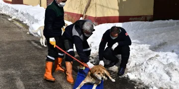 Kuyruk kısmında tümör olan köpek sağlığına kavuştu