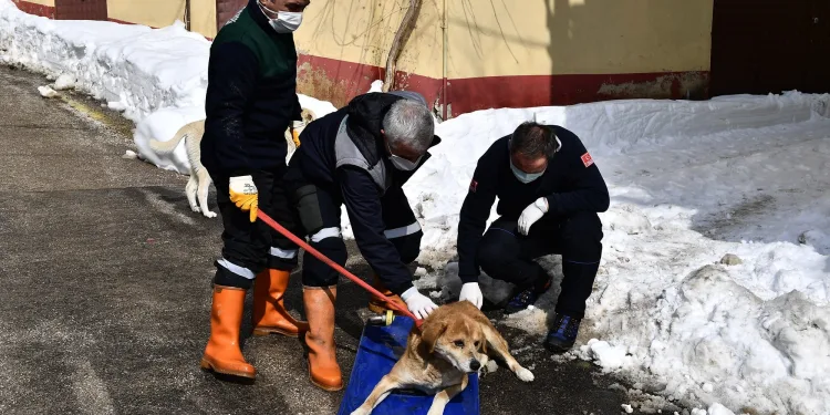 Kuyruk kısmında tümör olan köpek sağlığına kavuştu