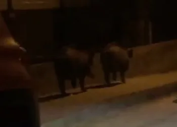Bursa’da aç kalan domuzlar mahalleye indi