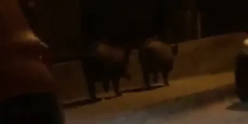Bursa’da aç kalan domuzlar mahalleye indi