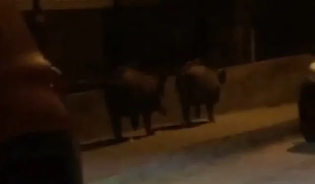 Bursa’da aç kalan domuzlar mahalleye indi