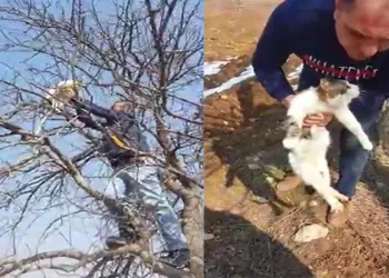 Çıktığı ağaçta mahsur kalan kediyi kurtardılar