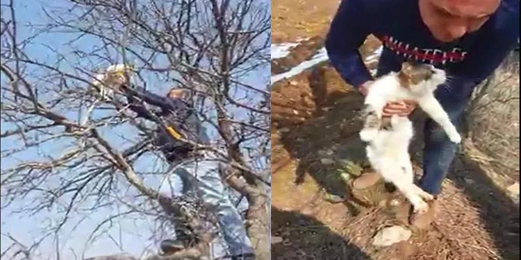 Çıktığı ağaçta mahsur kalan kediyi kurtardılar