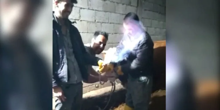 İneğin midesinde biriken gazı hortumla çıkarıp yaktılar