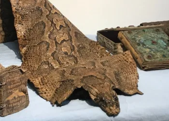Şanlıurfa’da, Orta Çağ’dan kalma piton derisi ele geçirildi