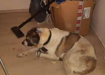 Bursa’da kulakları kesilen köpek, zincirden kurtulup ilk sahibine gitti