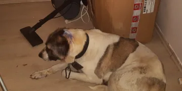 Bursa’da kulakları kesilen köpek, zincirden kurtulup ilk sahibine gitti