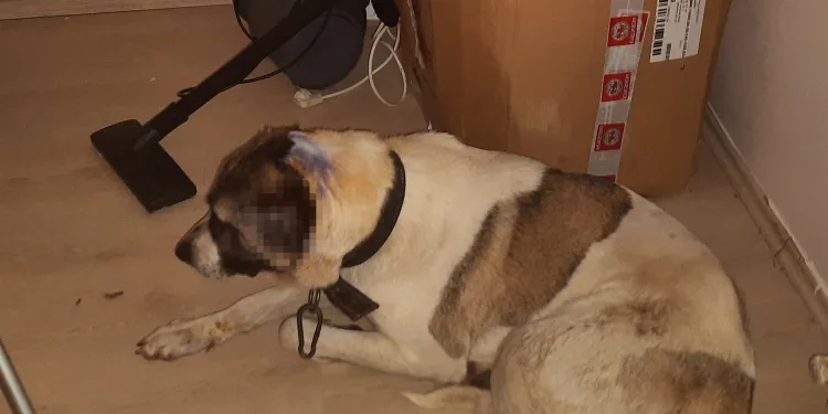 Bursa’da kulakları kesilen köpek, zincirden kurtulup ilk sahibine gitti