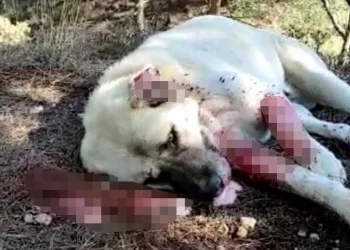 Zehirli balık kafası yiyen 8 çoban köpeği öldü