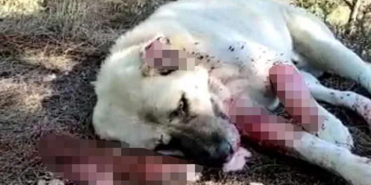 Zehirli balık kafası yiyen 8 çoban köpeği öldü