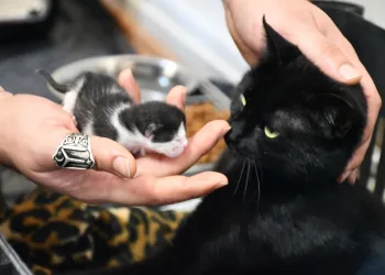 Ayağı kırılan hamile kedi hayata döndürüldü