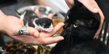 Ayağı kırılan hamile kedi hayata döndürüldü
