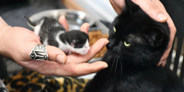 Ayağı kırılan hamile kedi hayata döndürüldü