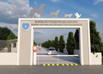 Sokak hayvanları için güç birliği