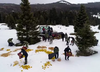 Bursa’da yaban hayvanları için doğaya yem bırakıldı