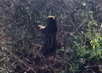 Bursa’da kapana sıkışan ayı için seferber oldular