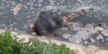 Su kanalında çürümeye yüz tutmuş erkek cesedi bulundu
