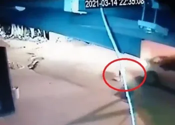 Bursa’da köpeği ezen sürücü arkasına bakmadan gitti