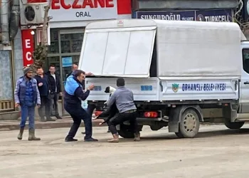 Bursa Orhaneli’de sahipsiz köpekler toplandı