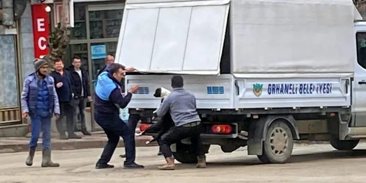 Bursa Orhaneli’de sahipsiz köpekler toplandı
