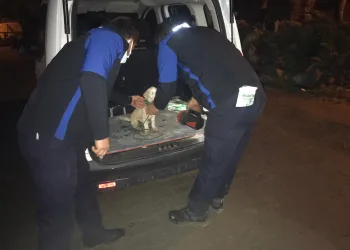 Çamaşır ipiyle surlara bağlayıp ölüme terk ettiler