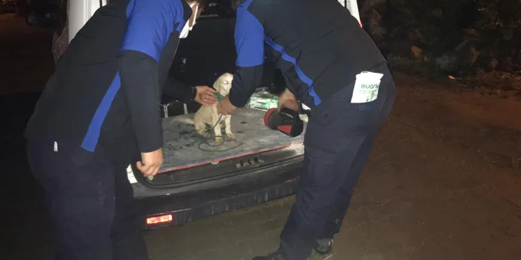 Çamaşır ipiyle surlara bağlayıp ölüme terk ettiler