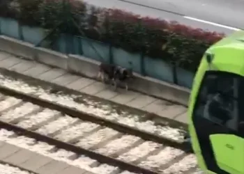 Bursa’da raylara giren köpek seferleri aksattı