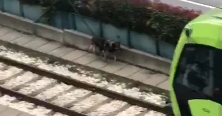 Bursa’da raylara giren köpek seferleri aksattı