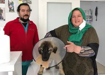 Bursa’da traktörün çarptığı köpeğin tedavi masraflarını sigorta şirketi karşıladı