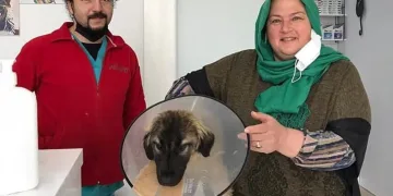 Bursa’da traktörün çarptığı köpeğin tedavi masraflarını sigorta şirketi karşıladı