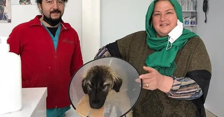 Bursa’da traktörün çarptığı köpeğin tedavi masraflarını sigorta şirketi karşıladı