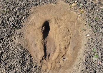 5 bin yıllık ayak izi: Yeri gizli tutuluyor