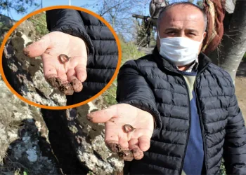 Bursa’da ilginç gelenek! 3 tur atıp böcekleri yutuyorlar