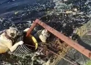 Atık su havuzunda kurtarılmayı beklediler