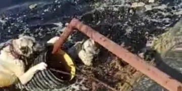 Atık su havuzunda kurtarılmayı beklediler