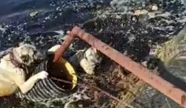 Atık su havuzunda kurtarılmayı beklediler