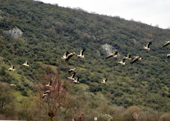 Leyleklerin göç yolculuğu Bursa’da görüntülendi