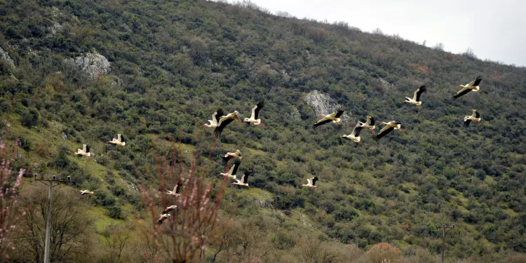 Leyleklerin göç yolculuğu Bursa’da görüntülendi