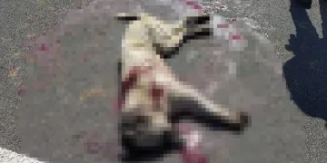 Sokakta duran köpeği silahla öldürüp kaçtı