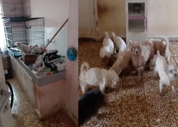 Sosyal medyadan satılan köpekleri jandarma kurtardı