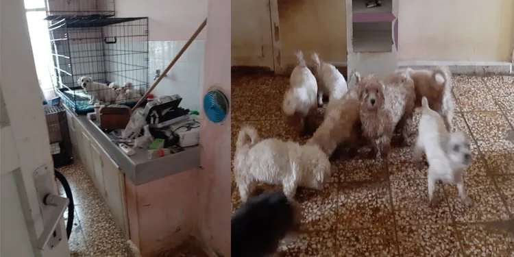 Sosyal medyadan satılan köpekleri jandarma kurtardı