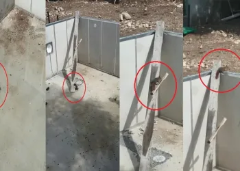 Bursa’da sincap kurtarma operasyonu